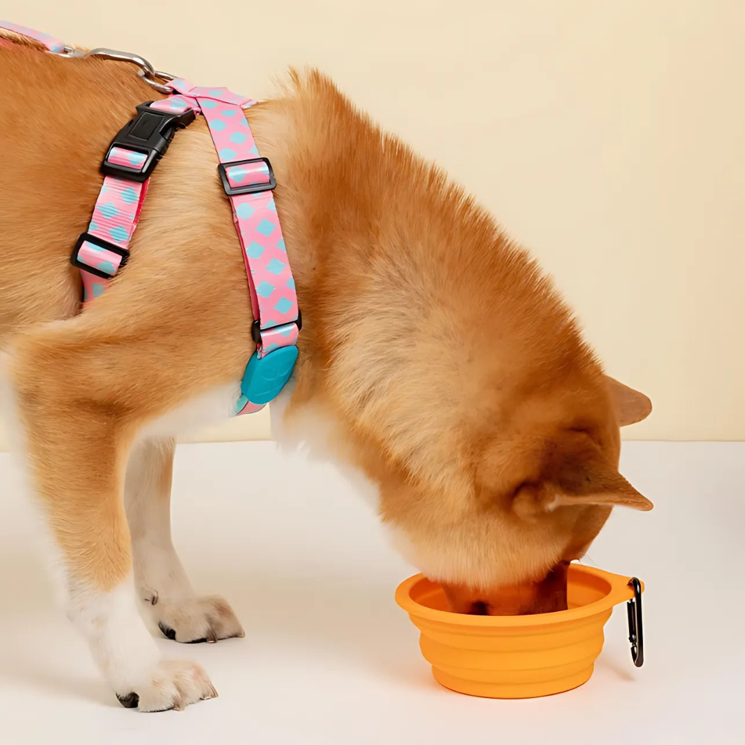 Travel Collapsible Dog Bowl