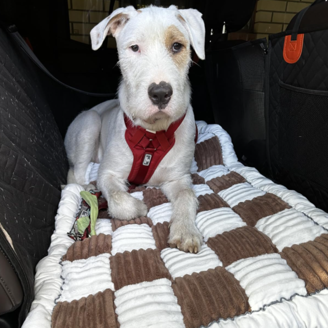 Plush Custom-Fit Travel Bed