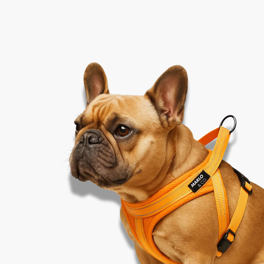 Dog Harness